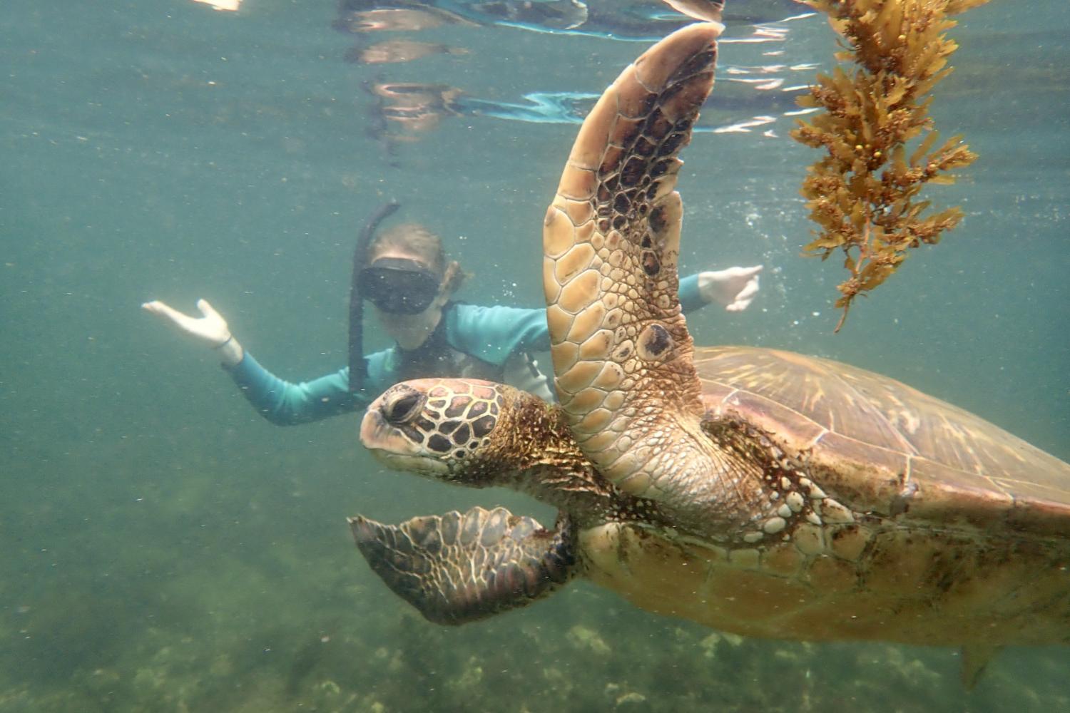 一名<a href='http://masslinn.rockmark.net'>全球十大赌钱排行app</a>学生在Galápagos群岛游学途中与一只巨龟游泳.